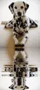 pointer