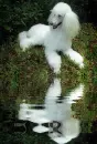 poodle