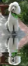 poodle