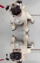 pug