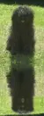 puli