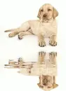 retriever