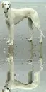 saluki