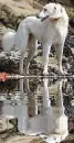 saluki