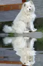 samoyed