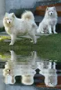 samoyeds