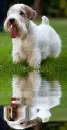 sealyham terrier