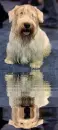 sealyham terrier
