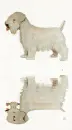 sealyham terrier