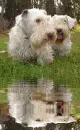 sealyham terrier