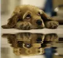spaniel