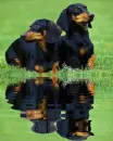 dachsund