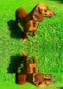 dachsund