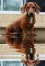 dachsund