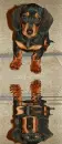 dachsund