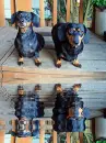 dachsund