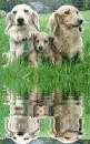 dachsunds
