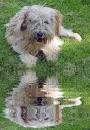 terrier