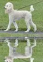 poodle