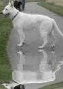 white german shepherd