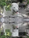 white german shepherd