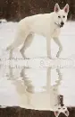 white german shepherd