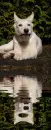 white german shepherd
