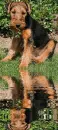 welsh terrier