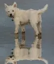westie