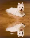 westie
