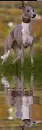 whippet