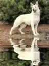 white german shepherd