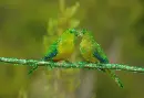 parrot.
