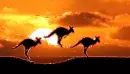 kangaroos
