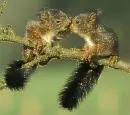 baby squirrel