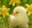 chick