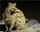egzotic animal