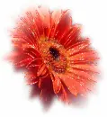 glitter daisy