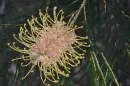 glitter grevillea