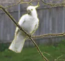 cockatoo