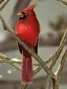 nothern cardinal