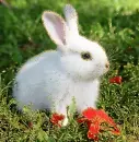 white bunny