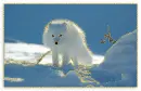 white fox