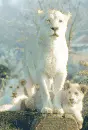white lions