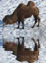 camel