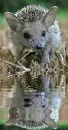 baby hedgehog