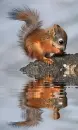 baby squirrel