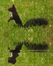 black squirrel