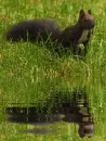 black squirrel