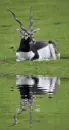 blackbuck